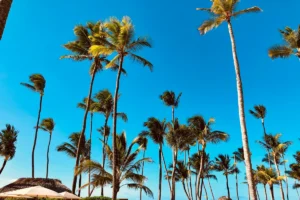 Hotel Riu Republica Punta Cana Review – palm trees at Arena Gorda Beach
