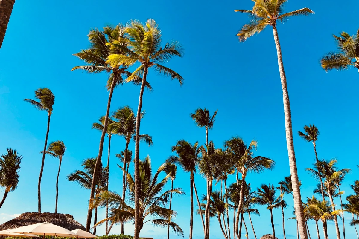 Palm trees at Playa Arena Gorda in Punta Cana, Dominican Republic