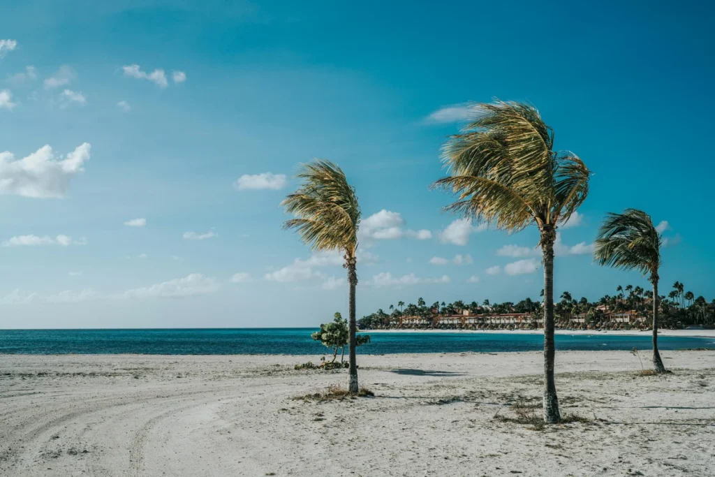 Palm trees on a Caribbean beach in Aruba under a clear blue sky