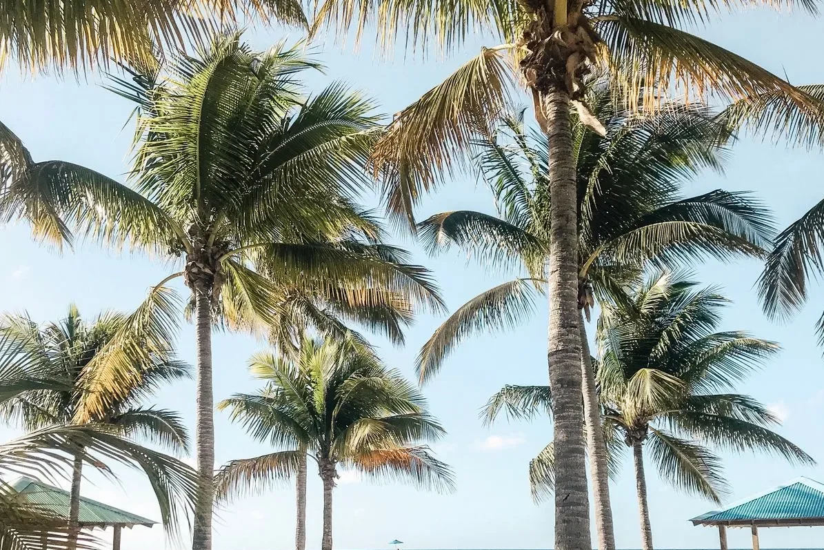 Palm-lined sandy beach and blue Caribbean ocean in Nassau, Bahamas