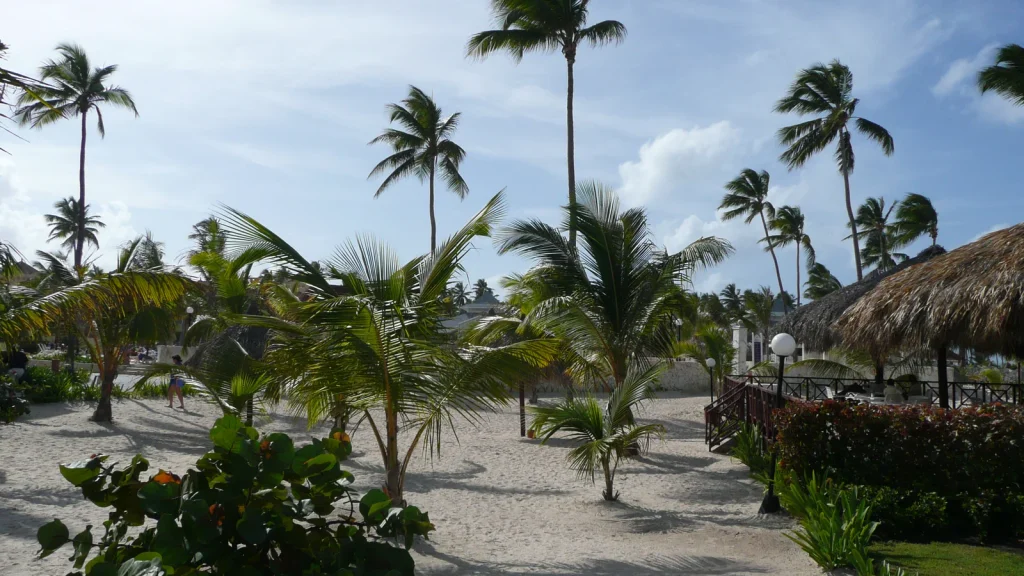 Tropical palm vegetation in a Punta Cana beach area