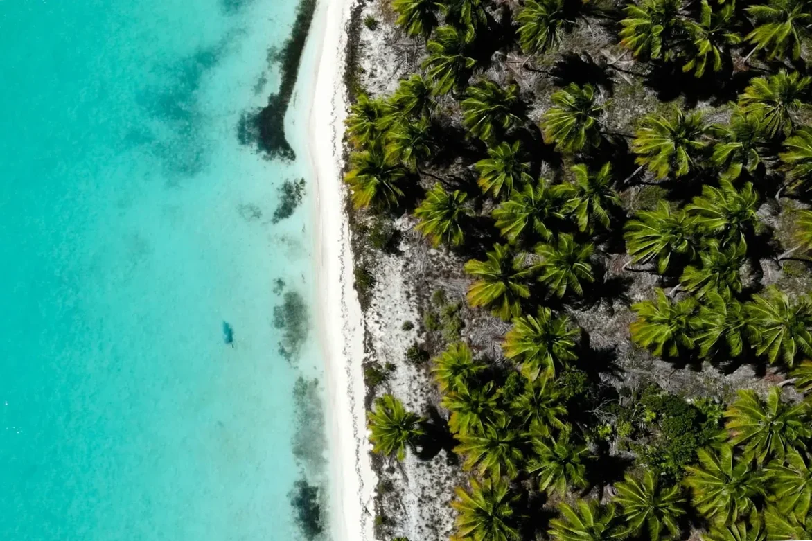 Aerial view of a tropical Punta Cana beach with palm trees, white sand, and turquoise Caribbean water