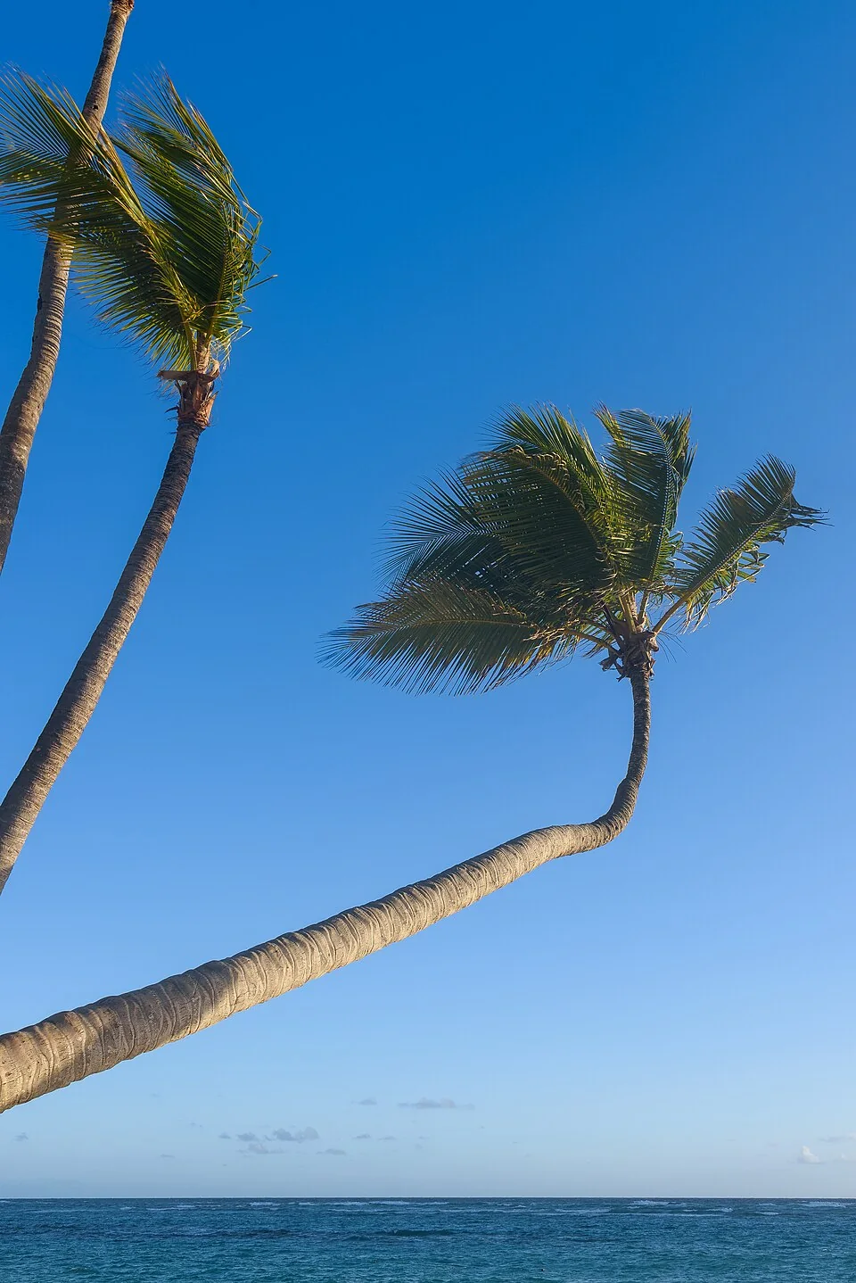 Palm trees beside the coast in Bávaro, Dominican Republic