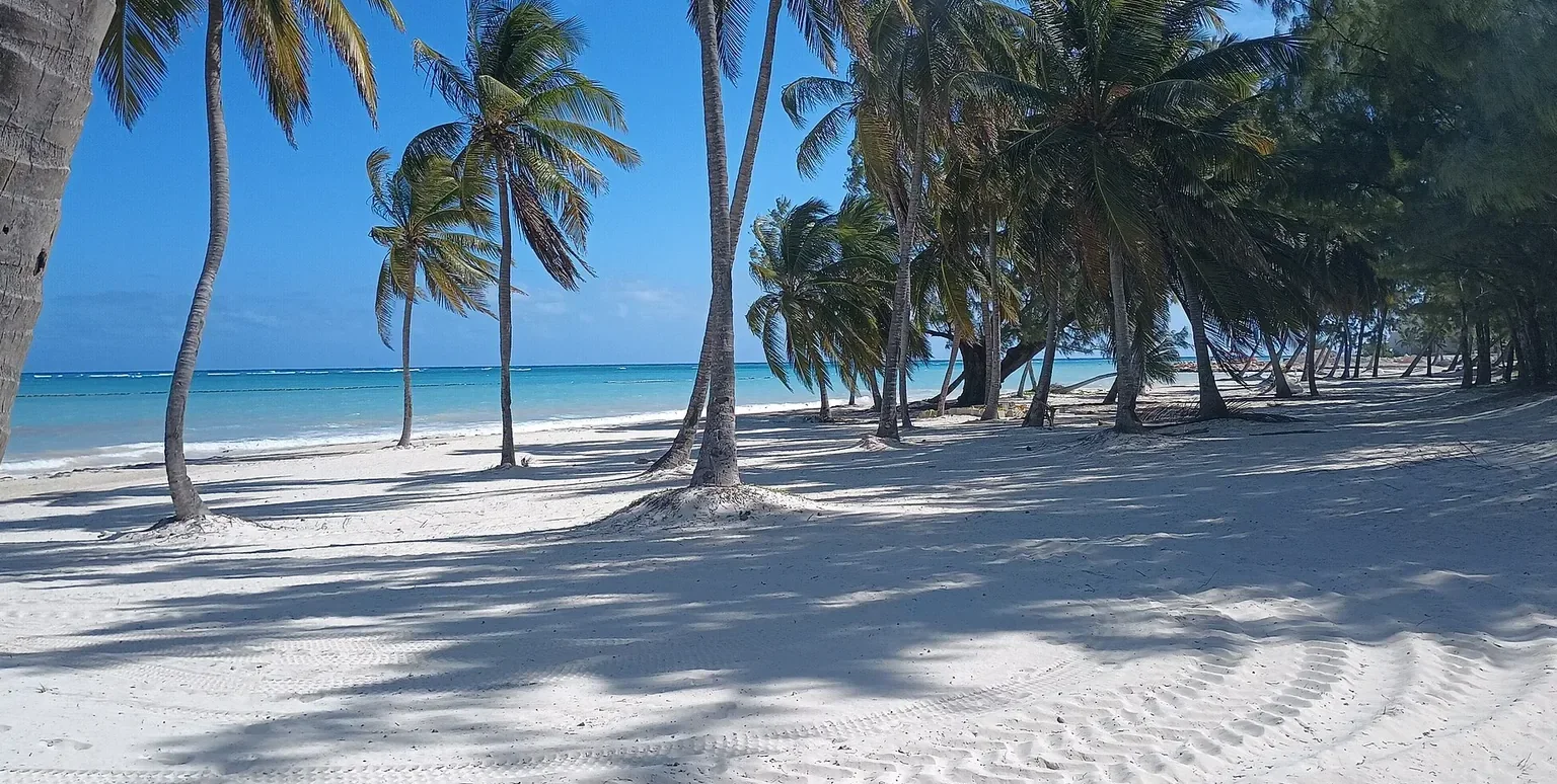 Palm-lined white sand beach in Punta Cana under sunny tropical weather