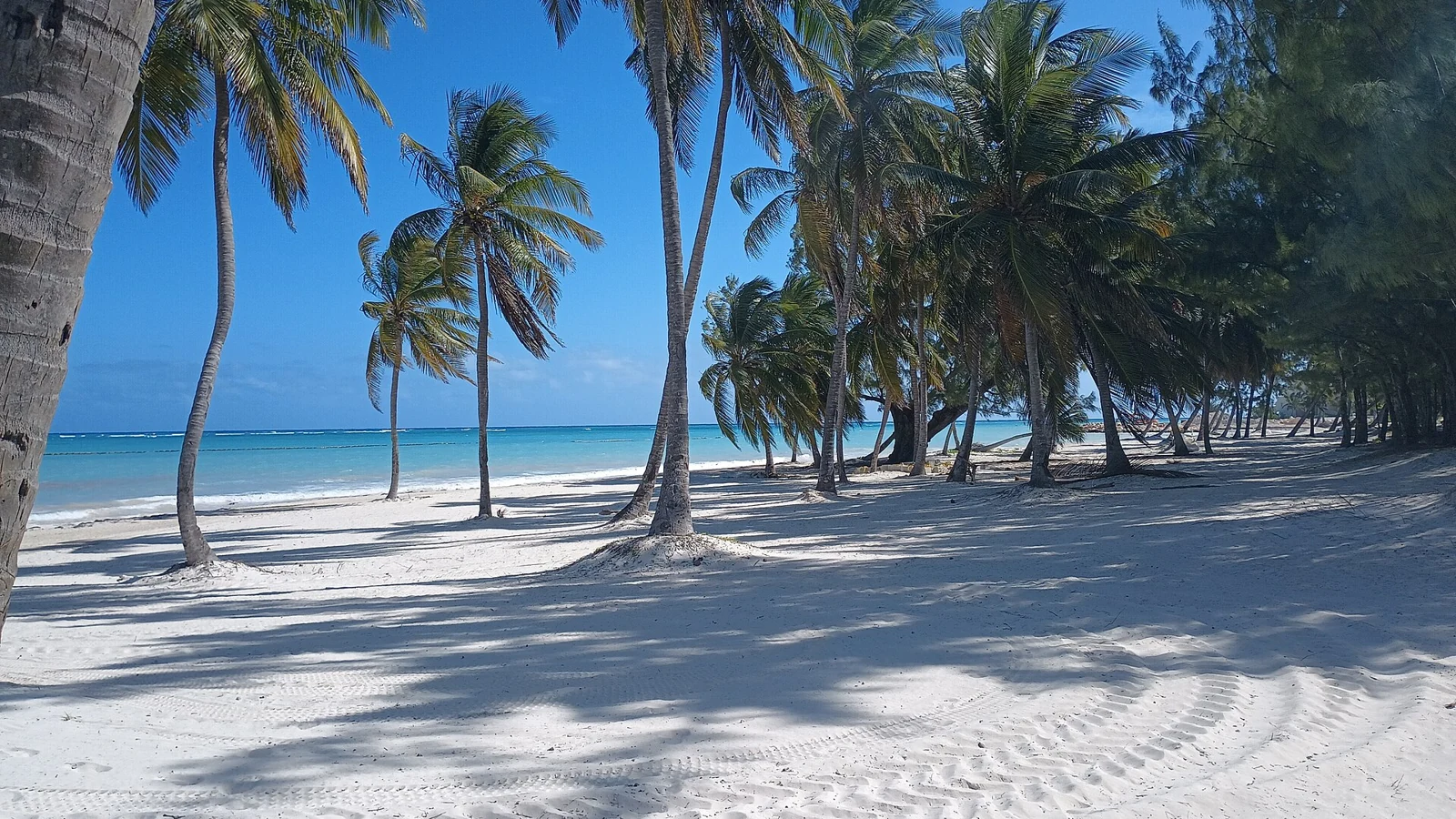 Palm-lined white sand beach near Cap Cana in the Dominican Republic